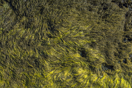 退潮时的绿色海藻亚美尼亚塞万湖图片