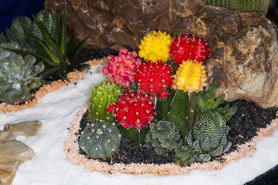 仙人掌沙漠植物托盘花园的图片