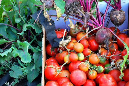有机甜菜和西红柿从外面的花园中背景图片