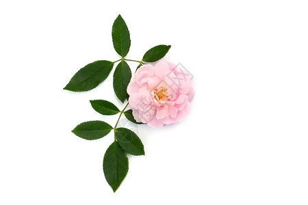 粉红色的仙女玫瑰花与白色背景上的叶子图片