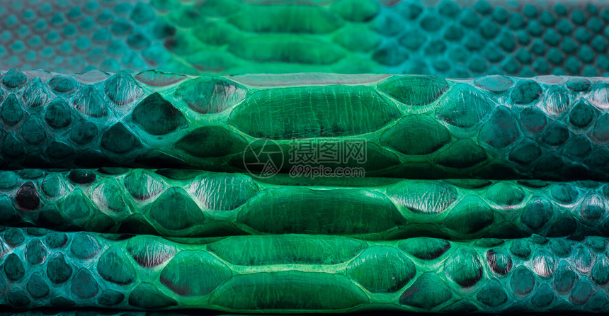 Python蛇皮革背景蛇皮质地动高清图片下载-正版图片504957017-摄图网