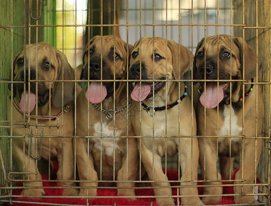 铁笼子里的四只Boerboel小狗图片