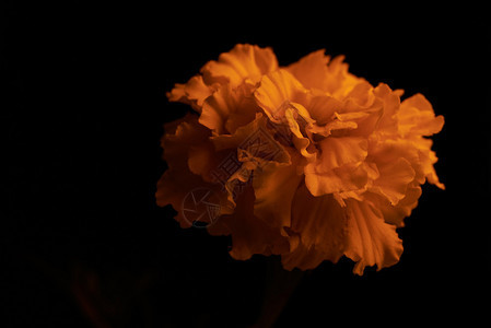 深色背景中的万寿菊花图片