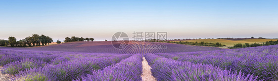 法国南部普罗旺斯日落时紫图片
