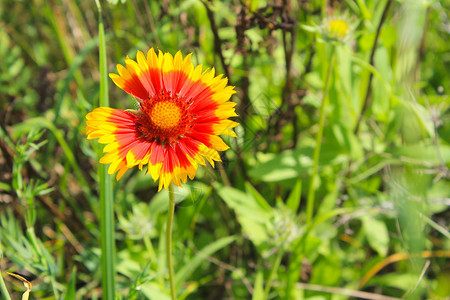 生长在花园里的Gaillardia毯子花图片