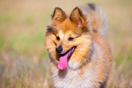 设得兰群岛牧羊犬肖像图片