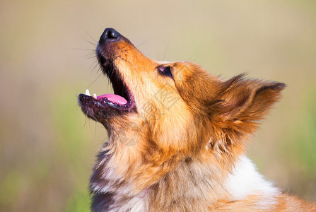 吠叫的设得兰群岛牧羊犬肖像图片