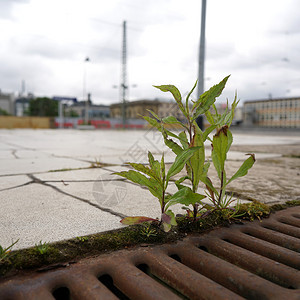 Magdeburg铁路平台上的植物图片