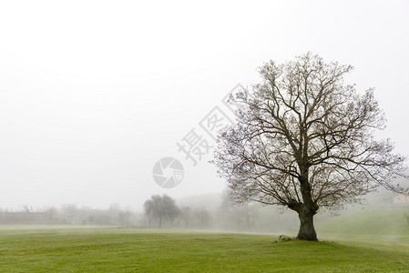 高原的雾天草地上的树木图片