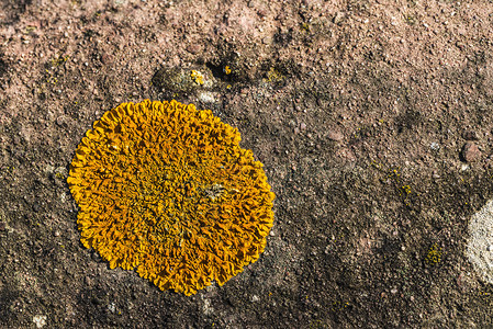 以圆形纹理橙色苔藓为背景的石头图片