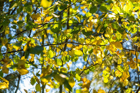 黄色秋天树叶有选择的焦点和浅度DoF图片