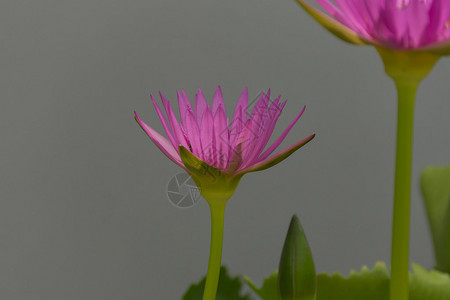 莲花睡莲花紫色花园里自然美丽的花朵背景图片