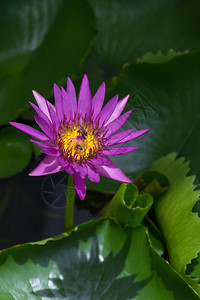 莲花睡莲花紫色花园里自然美丽的花朵背景图片