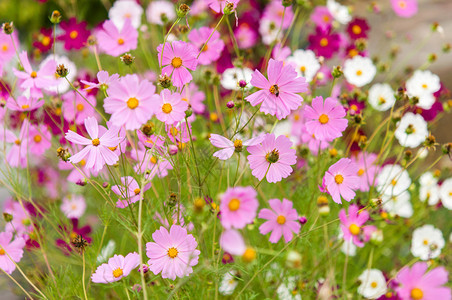 开花在庭院夏天季节的波斯菊花图片