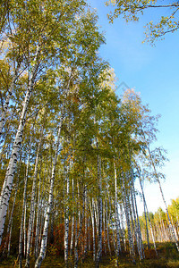 俄罗斯省的黄金秋天和蓝图片