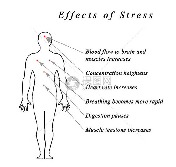 diagramofStressBody图片