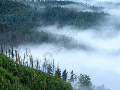 景观中的壮丽浓雾农村秋天的奶油雾山从雾中增加图片