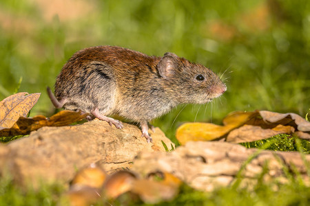 glareolus鼠标在日志上摆动图片