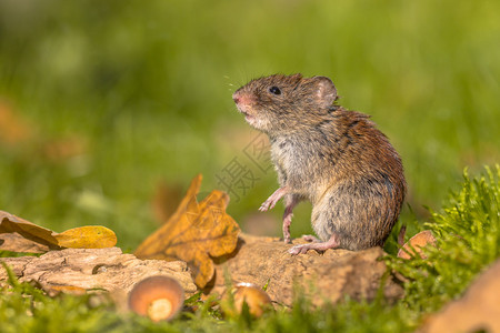 野生银行Myodessglareolus鼠标在秋天景林地底的后腿上摆图片