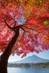 秋季河口湖的红枫树和富士山图片