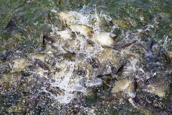 被喂食了很多鱼为了一块图片