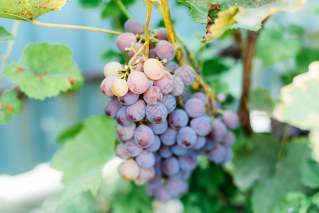 一串成熟的葡萄从花园的凉棚上垂下来图片