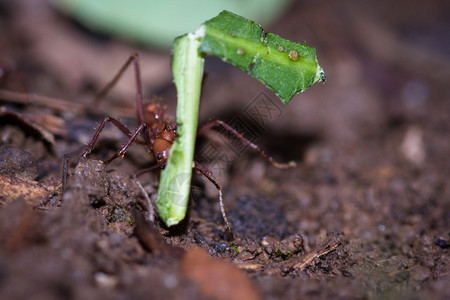 将新鲜剪切的植被带回巢穴的蚂蚁们在耕图片