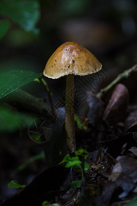 哥斯达黎加蒙特维德云雾林中单个野生森林蘑菇图片