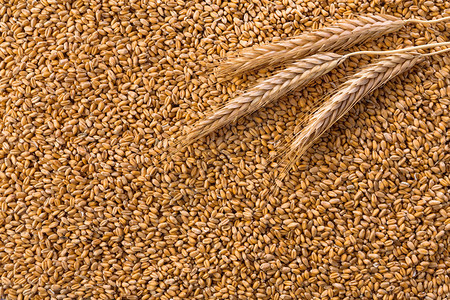加工有机黄金小麦谷物作为农业背景图片