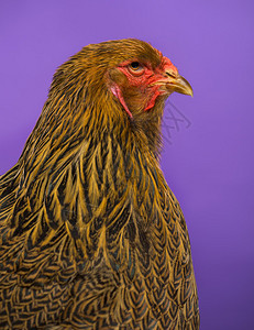紫色背景的布拉马鸡另图片