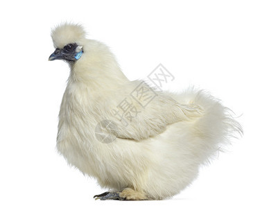 一只被白色隔离的白丝母鸡的侧视图背景图片