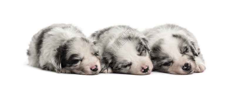 一群混血小狗睡在一排与世图片