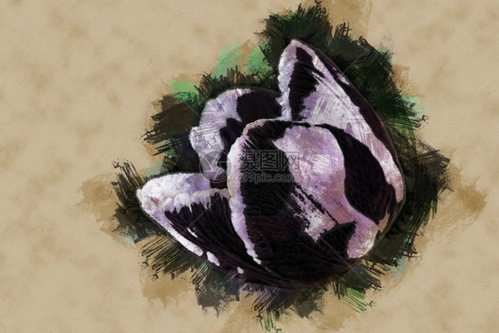 生动的紫郁金香图片