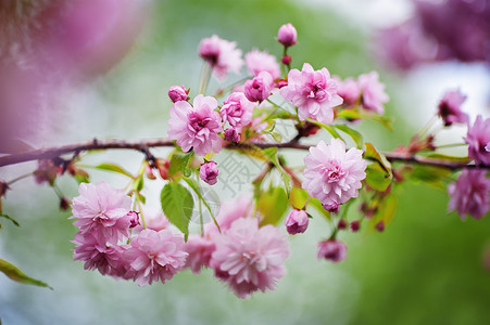 特写樱花树枝樱花自然花卉背景图片