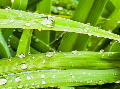 雨水落在草叶上图片