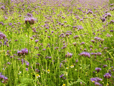 鲜紫色塔西在野外的背景细节绿色蓝紫图片