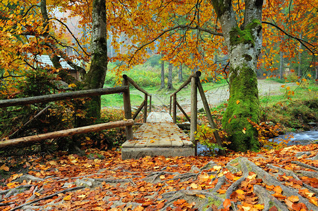 秋天森林里的木桥图片
