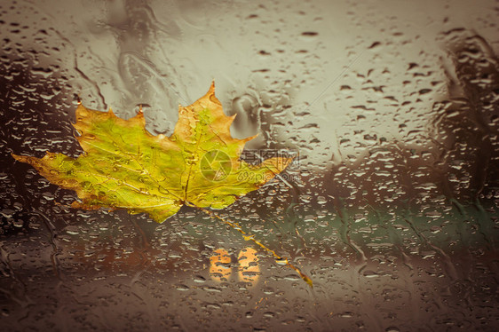 黄色落叶和雨滴在一辆车挡风玻璃上背图片