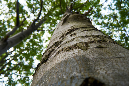 波兰皮尼公园森林中一棵老树的皮Pieniny公园波兰语图片