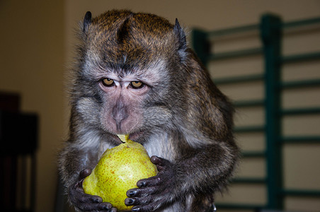 猴子早餐吃熟透多汁的梨图片