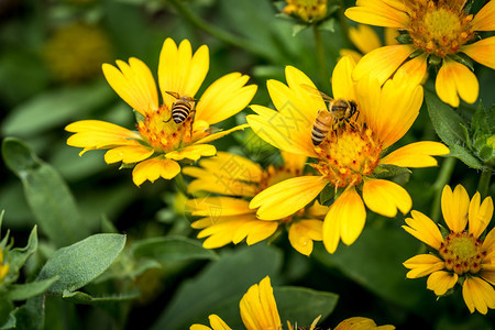 黄花与绿叶背景上的蜜蜂图片