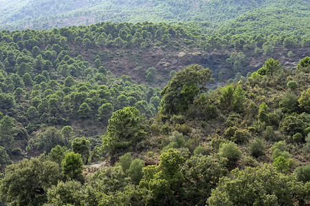 西班牙南部的地中海森林图片