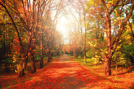 在阳光明媚的一天秋天公园有图片