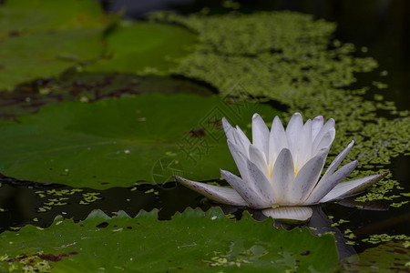 花莲朵白色花园中自图片