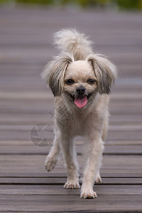 狗如此可爱的混合品种与西施犬博美犬和贵宾犬在红树林森或金色草地图片