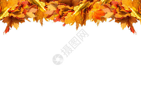 秋叶秋天的树叶被白色背景隔离图片