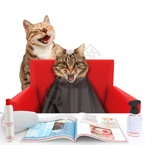 惊吓猫客户和在美容院笑图片