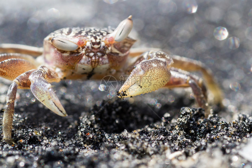 藏在黑沙滩上的小沙蟹隐藏在平高清图片下载-正版图片504967873-摄图网