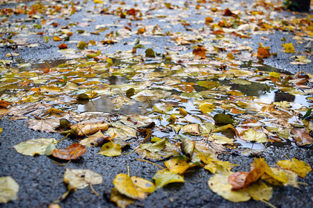 黄秋叶在雨中特写图片