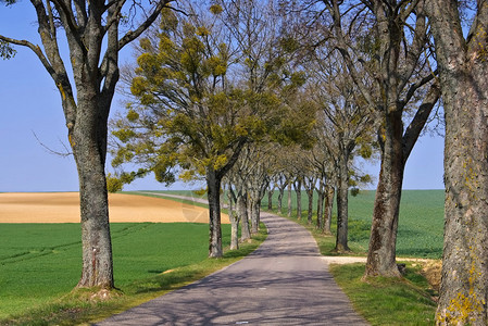 春天的酒红色绿树成荫的道路图片